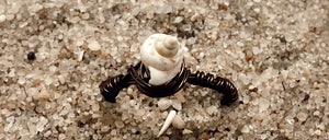 Wired Shell Ring